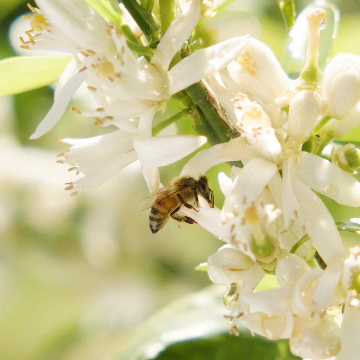 Monofloral Honey