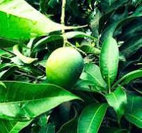Aromatic Chapainawabganj Langra Mango Direct From Orchard